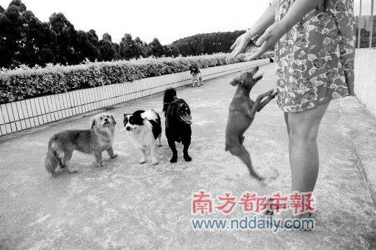 女子称献爱心养数十流浪狗 屡次咬伤邻居或受罚