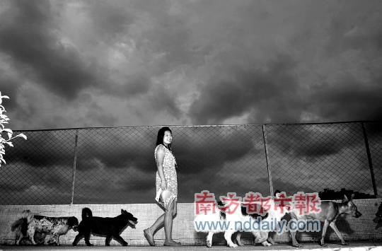 女子称献爱心养数十流浪狗 屡次咬伤邻居或受罚