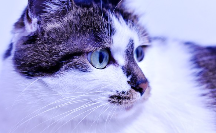 427d3a0468a03a33470f927121dac34ad5fd195d8e4b3f16a9e041c3de851171