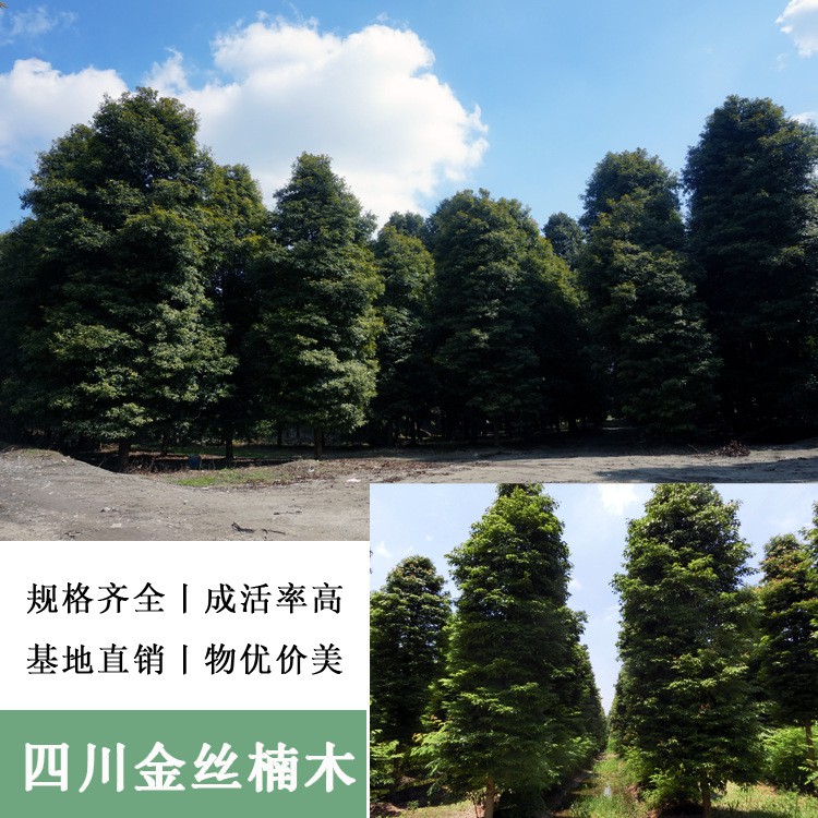 温江五彩园林( 官网：https://shop2850849s76c90.1688.com/ 联系电话：13880802348)