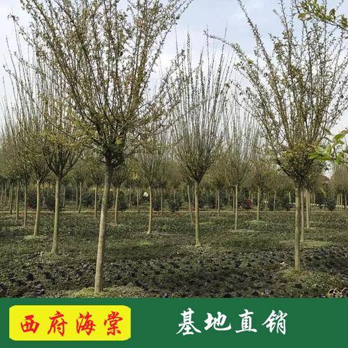 温江五彩园林( 官网：https://shop2850849s76c90.1688.com/ 联系电话：13880802348)