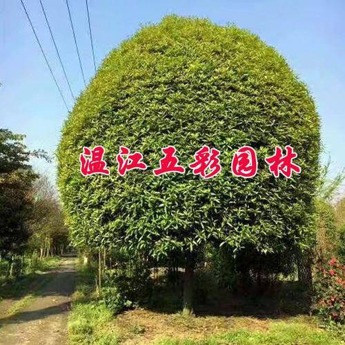 温江五彩园林( 官网：https://shop2850849s76c90.1688.com/ 联系电话：13880802348)