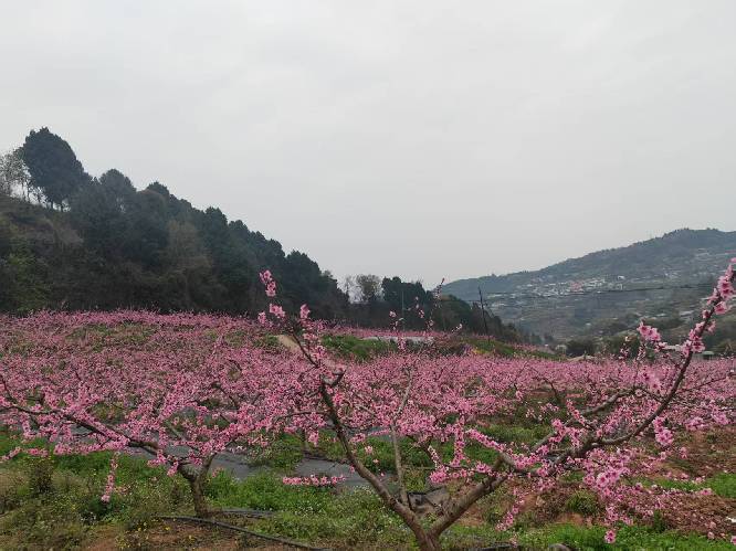 龙泉驿区今生有园( 联系电话：15928992819)农家乐店