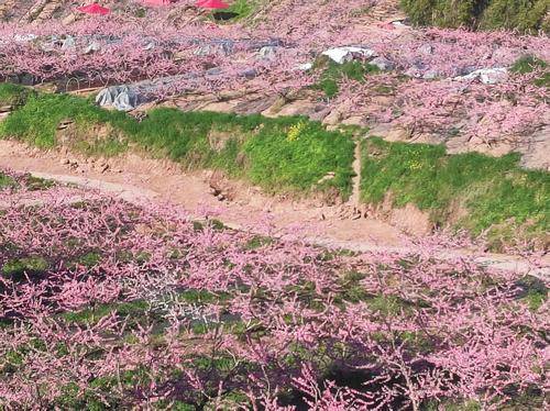 龙泉驿区今生有园( 联系电话：15928992819)农家乐店