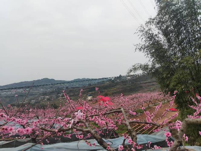 龙泉驿区今生有园( 联系电话：15928992819)农家乐店