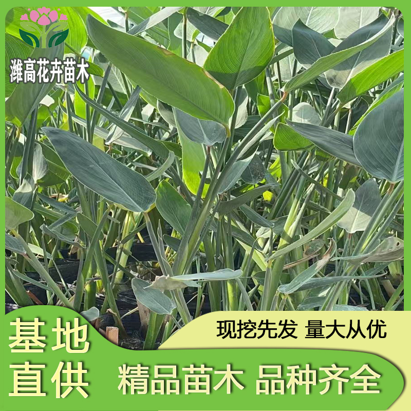 潍坊潍高花卉( 联系电话：18264607200)苗木有限公司