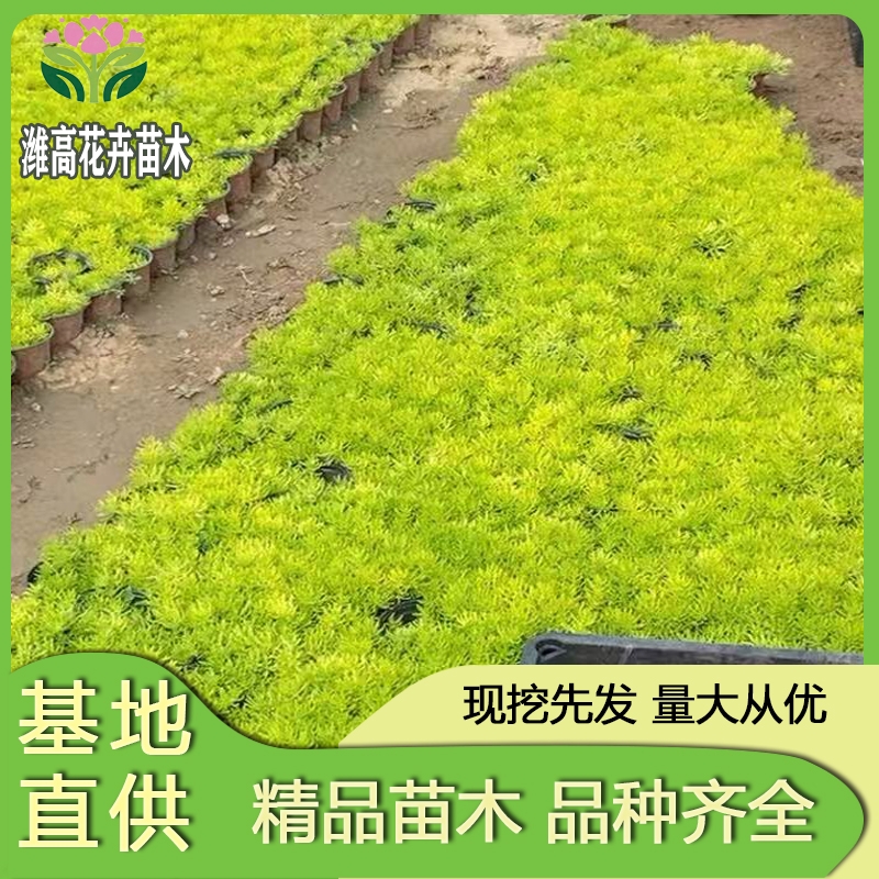 潍坊潍高花卉( 联系电话：18264607200)苗木有限公司