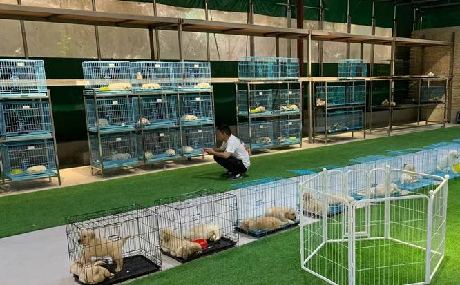 宠伴一生( 联系电话：13714466615)猫舍犬舍基地