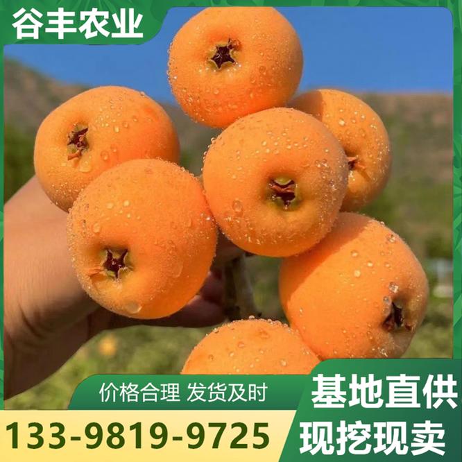 四川谷丰农业( 官网：https://b2b.baidu.com/shop/29350699 联系电话：13398199725)技术有限公司