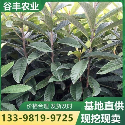 四川谷丰农业( 官网：https://b2b.baidu.com/shop/29350699 联系电话：13398199725)技术有限公司