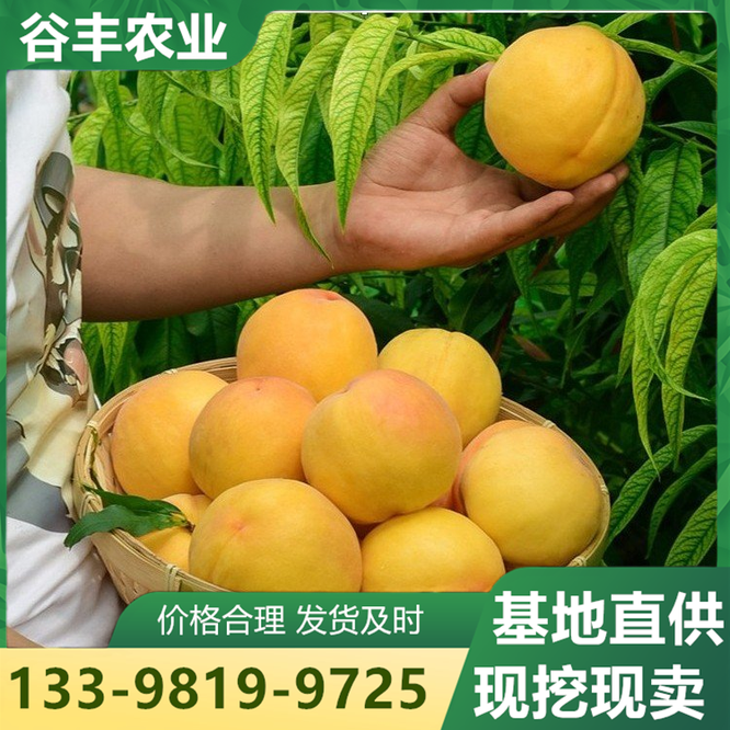 四川谷丰农业( 官网：https://b2b.baidu.com/shop/29350699 联系电话：13398199725)技术有限公司