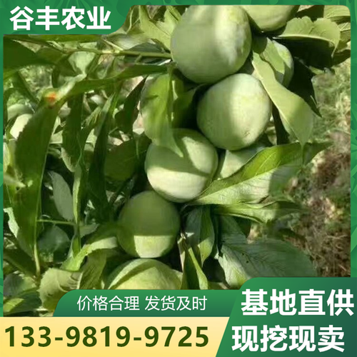 四川谷丰农业( 官网：https://b2b.baidu.com/shop/29350699 联系电话：13398199725)技术有限公司