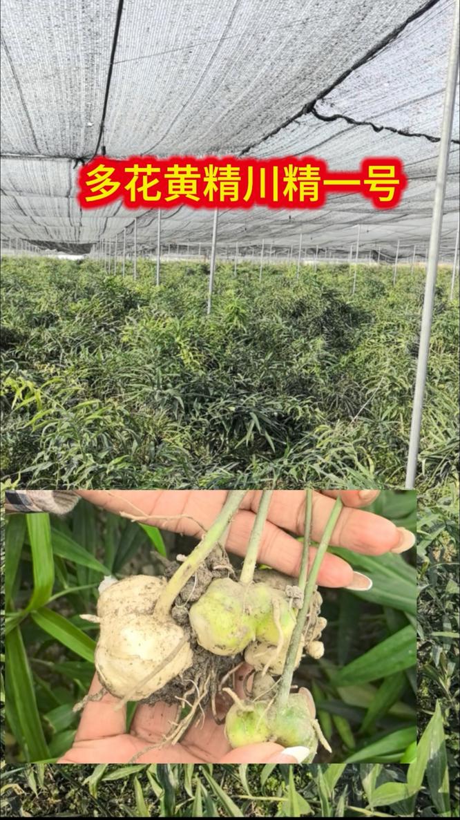 福康中药