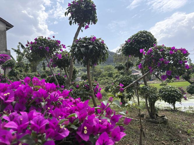 洪苹花卉