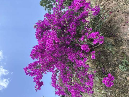洪苹花卉