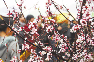 宁晋一黑社会性质犯罪团伙案公开宣判_xtxcm.