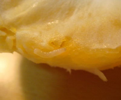 (邢州山人)西湖<em>处女茶</em>_xtxcm.com