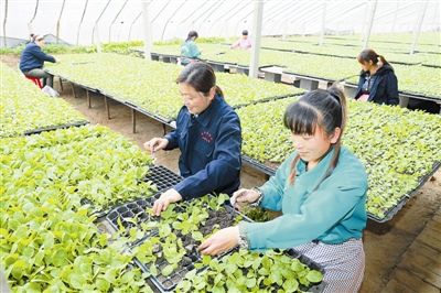 南和县郝桥镇弘健农业科技园的苗农在育苗温室