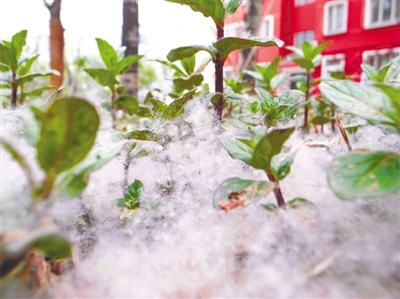 杨絮飘完柳絮飘 将持续纷飞半月