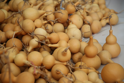 沙河市新城镇大学生村官崔刚毅创业纪实